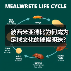 波西米亚德比为何成为足球文化的璀璨明珠?-图3 波西米亚德比为何成为足球文化的璀璨明珠?-图3